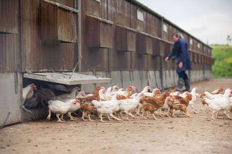Animal Welfare Conduct and Practice - Responsible Management | Moy Park Ltd